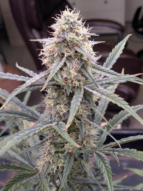Auto flower. Week 5 - Mar27th