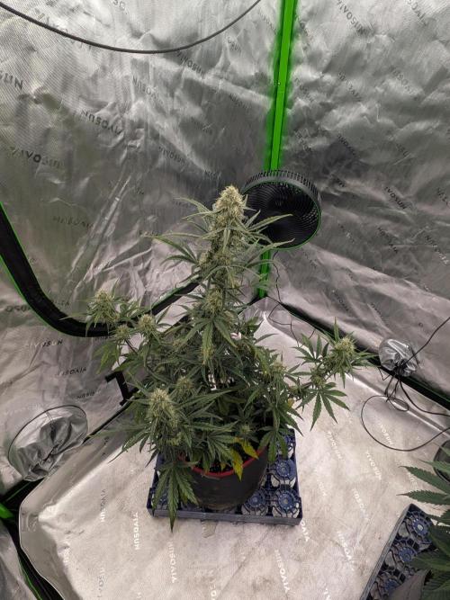 Auto flower. Week 5 - Mar27th 