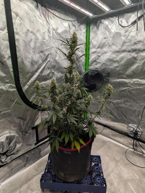 Auto flower. Week 5 - Mar27th 