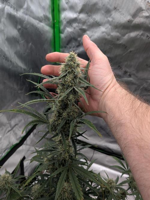 Auto flower. Week 5 - Mar27th 