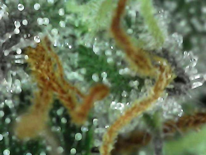 Auto flower. Week 6 - Apr9th