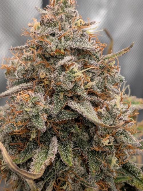 Auto flower. Week 6 - Apr11