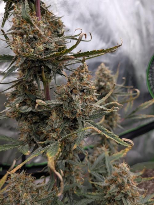 Auto flower. Week 6 - Apr11