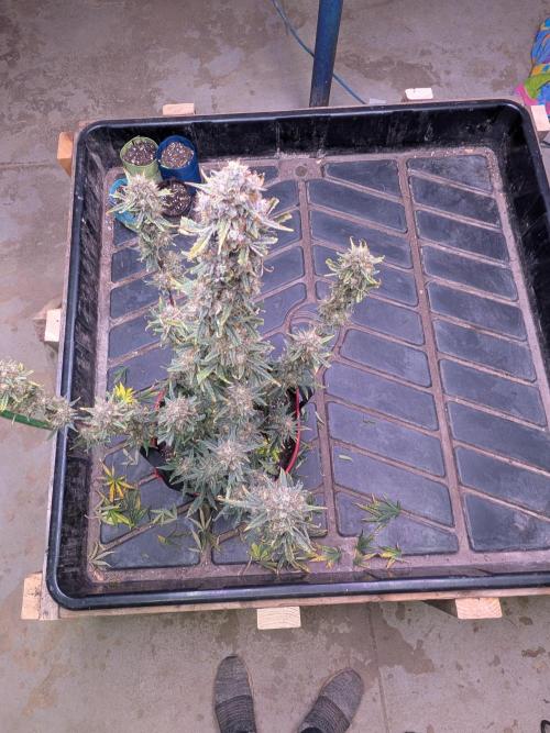 Auto flower. Week 6 - Apr13