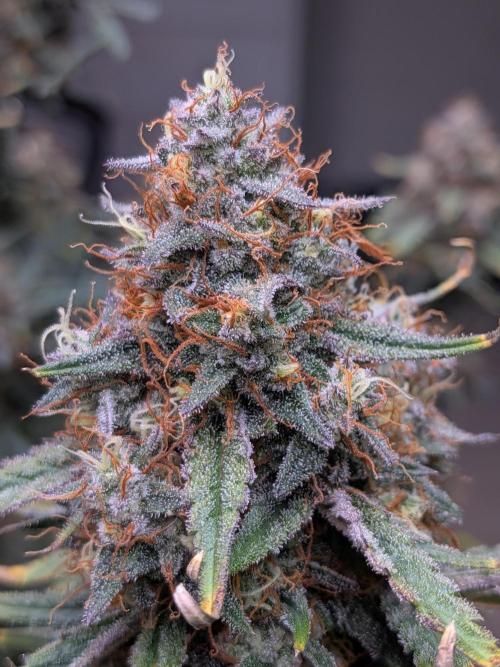 Auto flower. Week 6 - Apr13