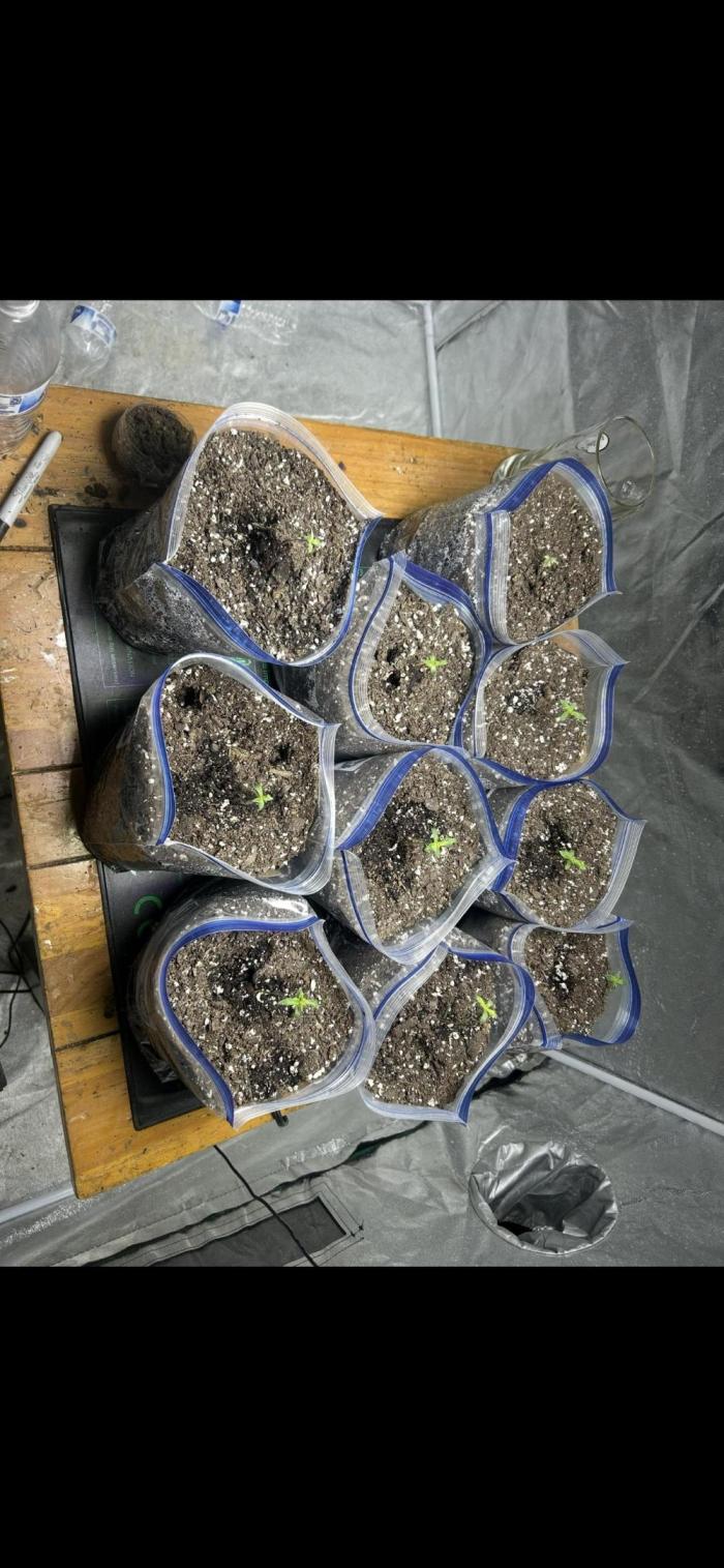 Blue cheese auto by Royal queen seeds. Week 2