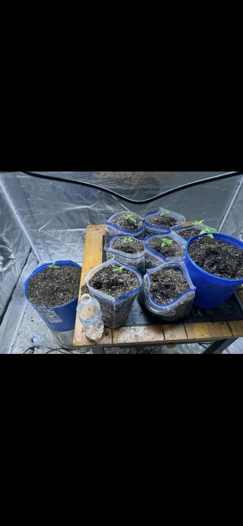 Blue cheese auto by Royal queen seeds. Week 4