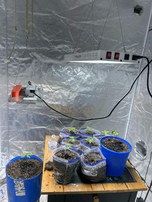 Blue cheese auto by Royal queen seeds. Week 4