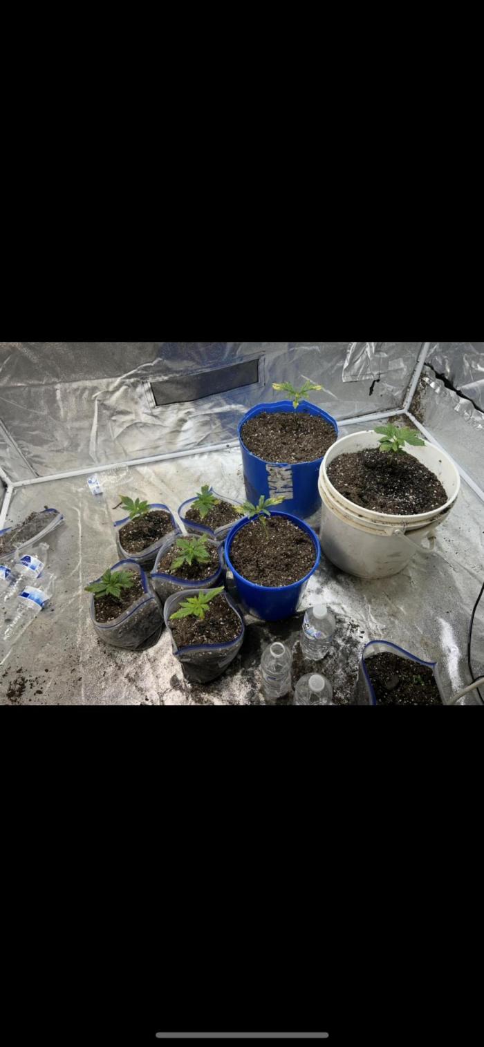 Blue cheese auto by Royal queen seeds. Week 5