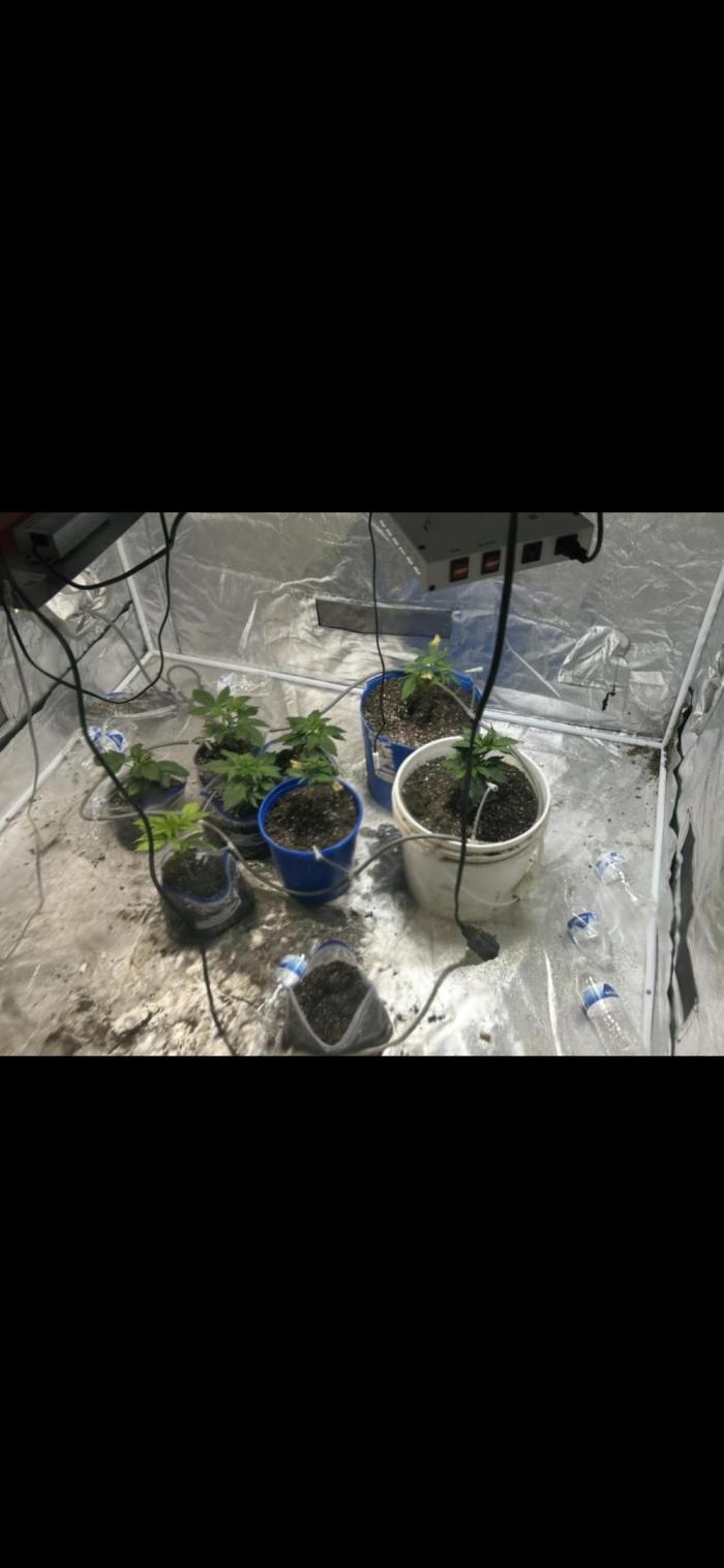 Blue cheese auto by Royal queen seeds. Week 6