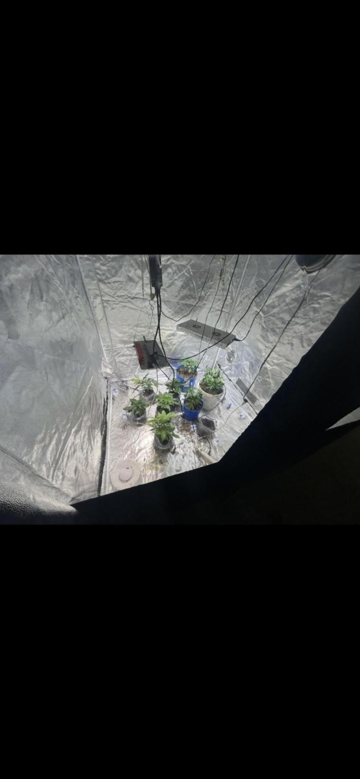 Blue cheese auto by Royal queen seeds. Week 7