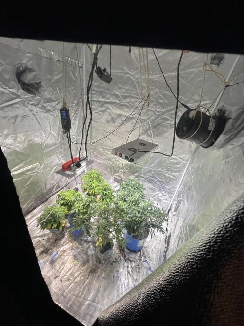 Blue cheese auto by Royal queen seeds. Week 9 - Overall haven’t done anything but water feed once and monitor temp and humidity