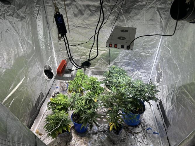 Blue cheese auto by Royal queen seeds. Week 9