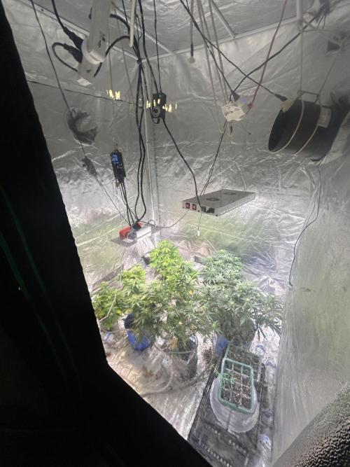 Blue cheese auto by Royal queen seeds. Week 10 - Overall I’d say we are sitting within a 1-2 week harvest window from now.
