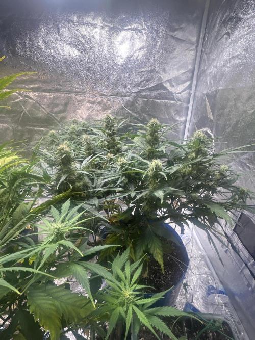 Blue cheese auto by Royal queen seeds. Week 11
