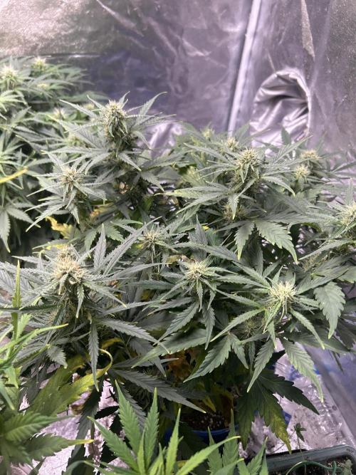 Blue cheese auto by Royal queen seeds. Week 11
