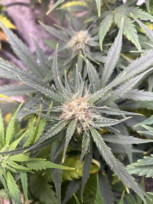 Blue cheese auto by Royal queen seeds. Week 11