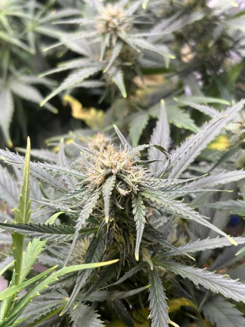 Blue cheese auto by Royal queen seeds. Week 11