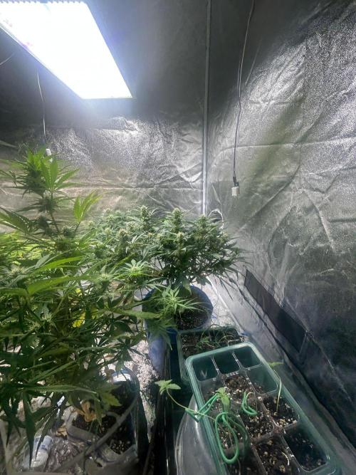Blue cheese auto by Royal queen seeds. Week 11