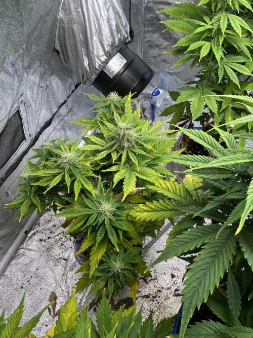 Blue cheese auto by Royal queen seeds. Week 11