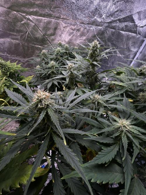 Blue cheese auto by Royal queen seeds. Week 11