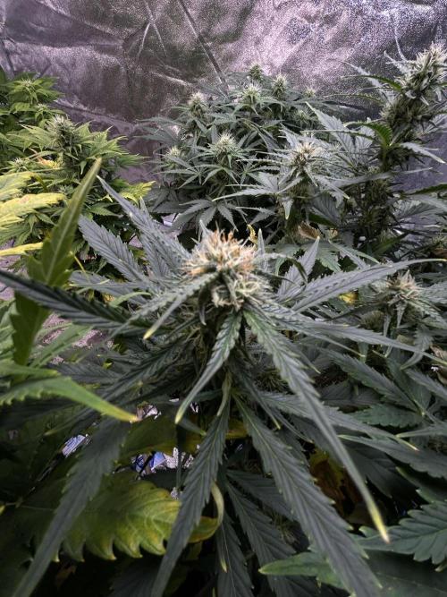 Blue cheese auto by Royal queen seeds. Week 11