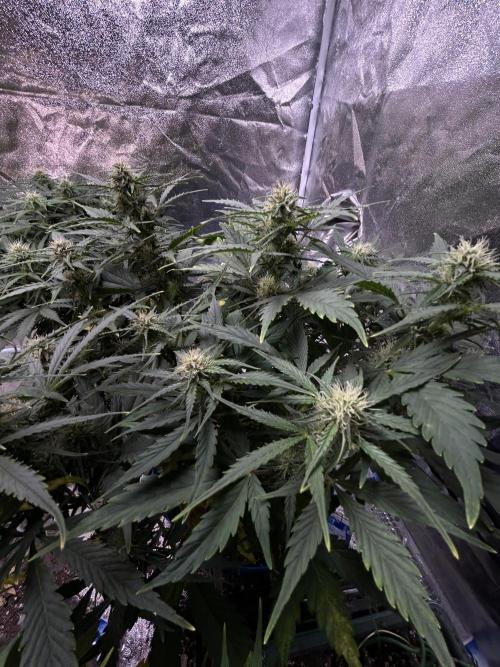 Blue cheese auto by Royal queen seeds. Week 11