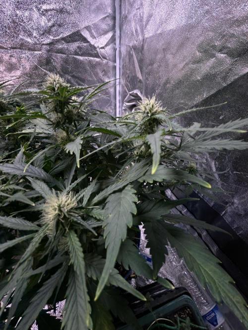 Blue cheese auto by Royal queen seeds. Week 11