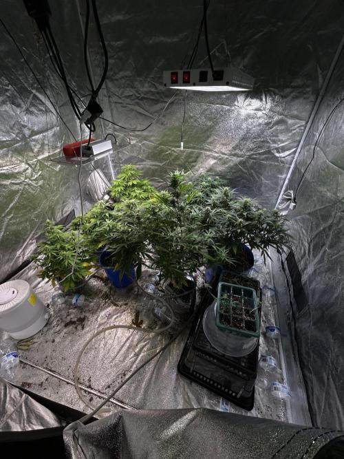 Blue cheese auto by Royal queen seeds. Week 11