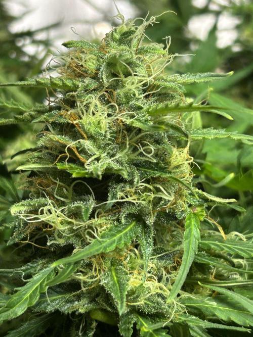 Blue cheese auto by Royal queen seeds. Week 12