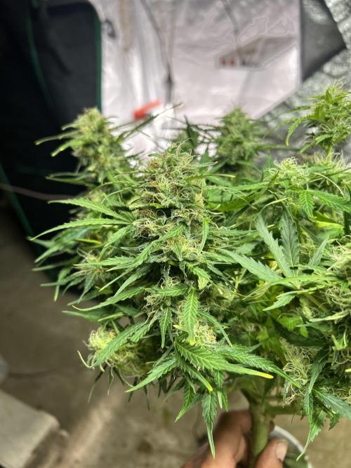 Blue cheese auto by Royal queen seeds. Week 12