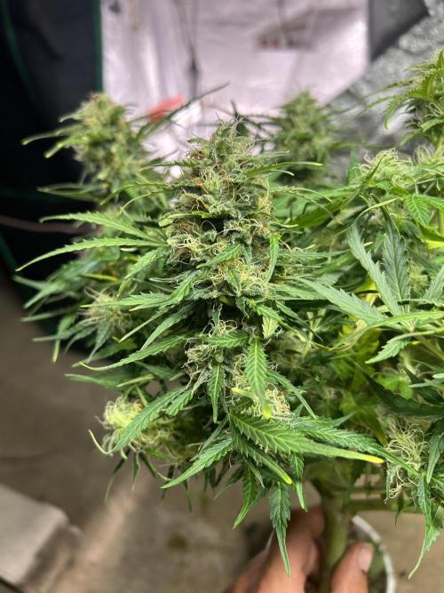 Blue cheese auto by Royal queen seeds. Week 12