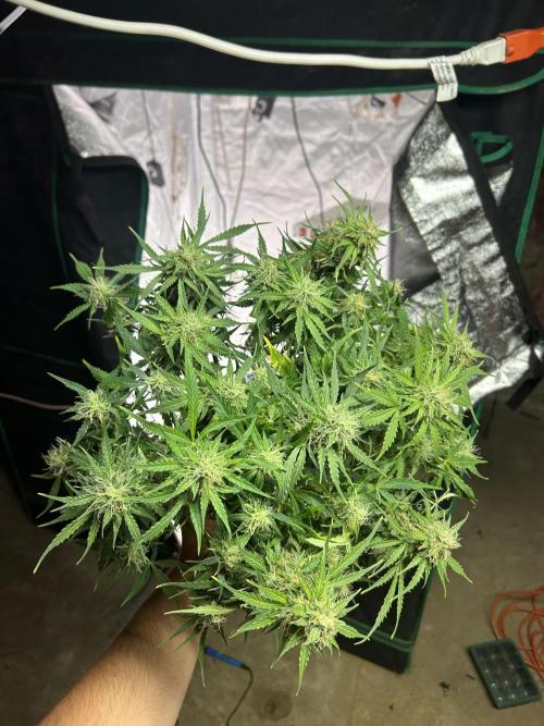 Blue cheese auto by Royal queen seeds. Week 12