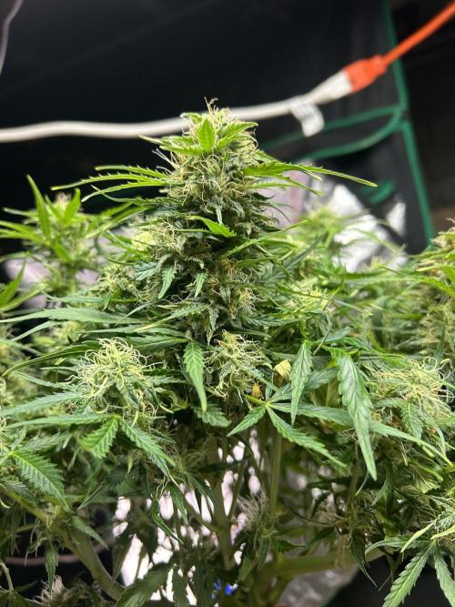 Blue cheese auto by Royal queen seeds. Week 12