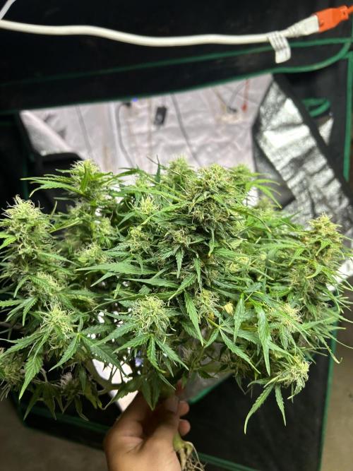 Blue cheese auto by Royal queen seeds. Week 12