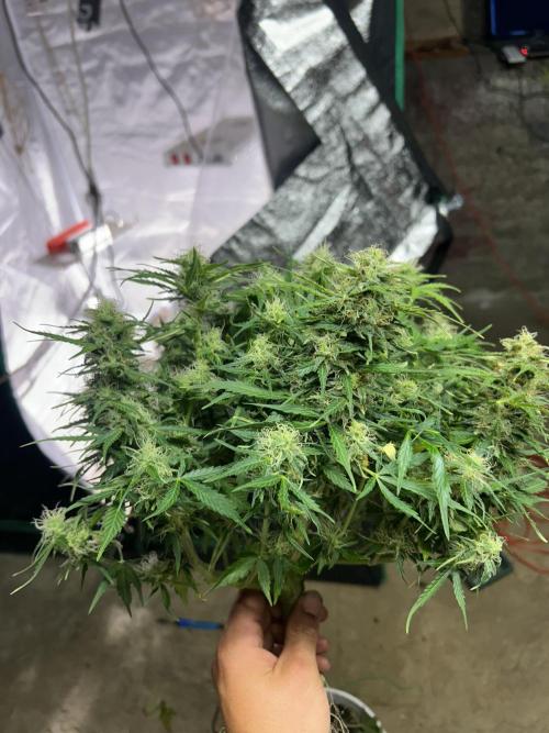 Blue cheese auto by Royal queen seeds. Week 12