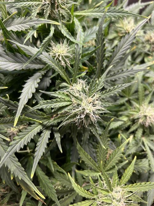 Blue cheese auto by Royal queen seeds. Week 12
