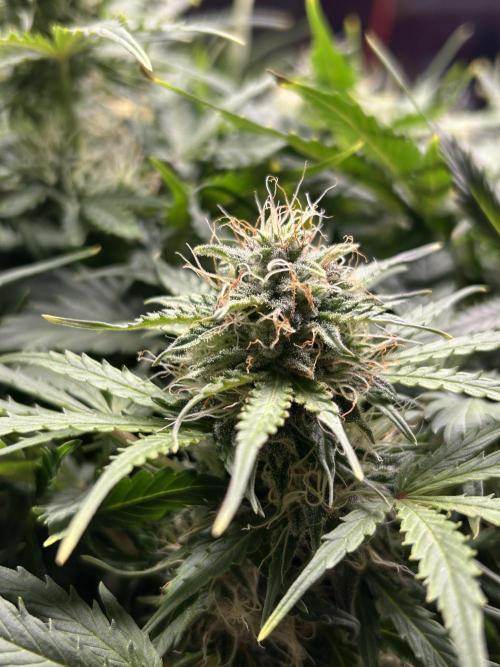 Blue cheese auto by Royal queen seeds. Week 12