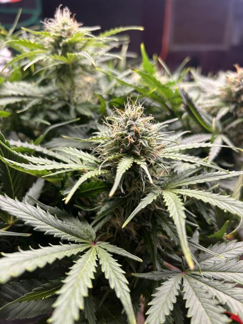 Blue cheese auto by Royal queen seeds. Week 12