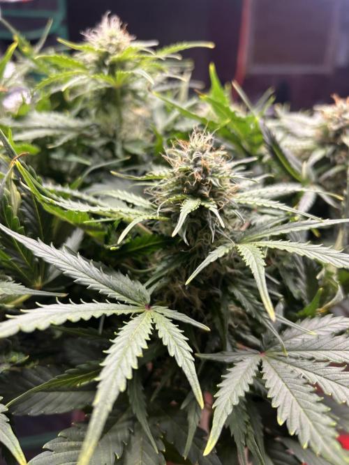 Blue cheese auto by Royal queen seeds. Week 12