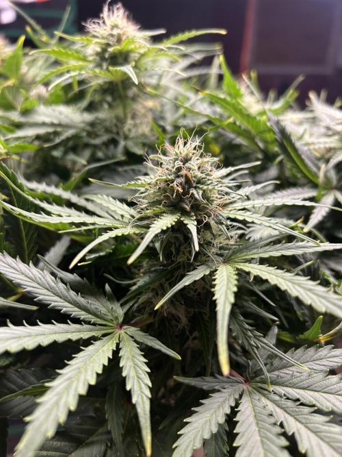 Blue cheese auto by Royal queen seeds. Week 12