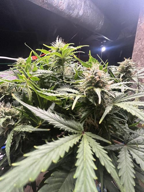 Blue cheese auto by Royal queen seeds. Week 12