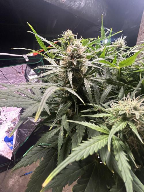 Blue cheese auto by Royal queen seeds. Week 12
