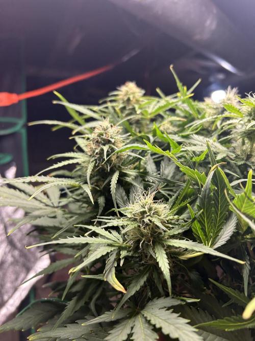 Blue cheese auto by Royal queen seeds. Week 12