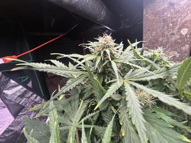 Blue cheese auto by Royal queen seeds. Week 12