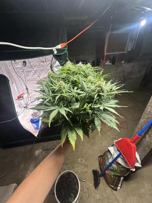 Blue cheese auto by Royal queen seeds. Week 12