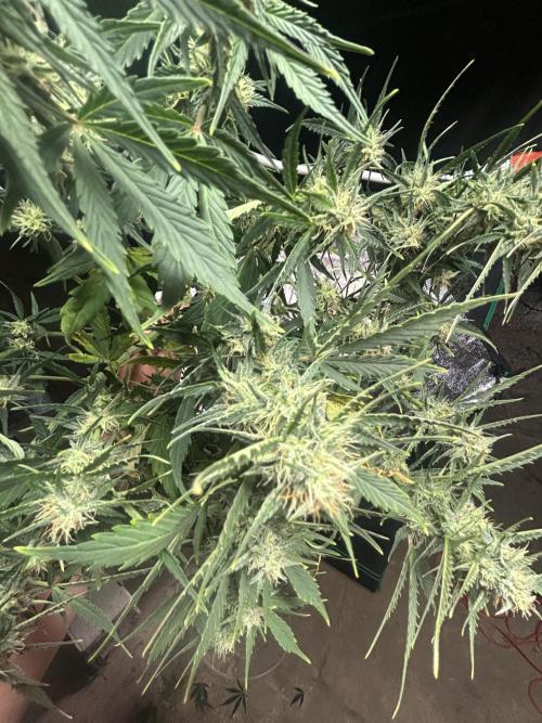 Blue cheese auto by Royal queen seeds. Week 12