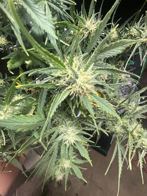 Blue cheese auto by Royal queen seeds. Week 12