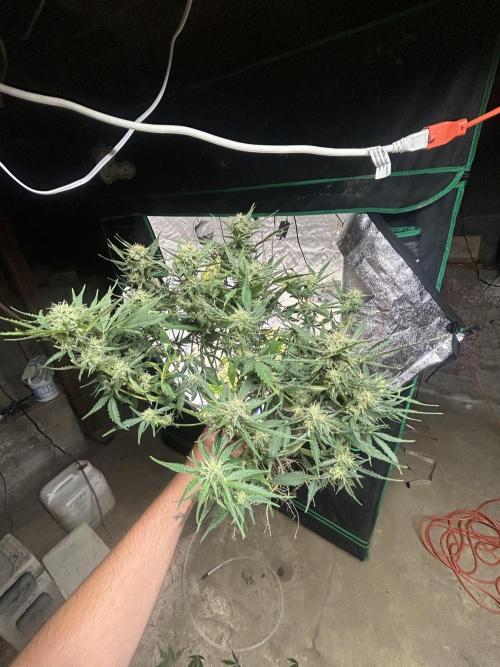 Blue cheese auto by Royal queen seeds. Week 12