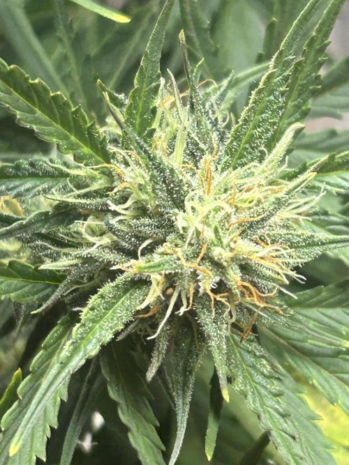 Blue cheese auto by Royal queen seeds. Week 12